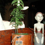 Teak Wine Container.X.